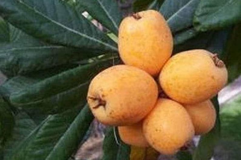 Big Jim Loquat Seedling Tree - 1 ft Tall Live Plant in 6" Pot - Eriobotrya japonica