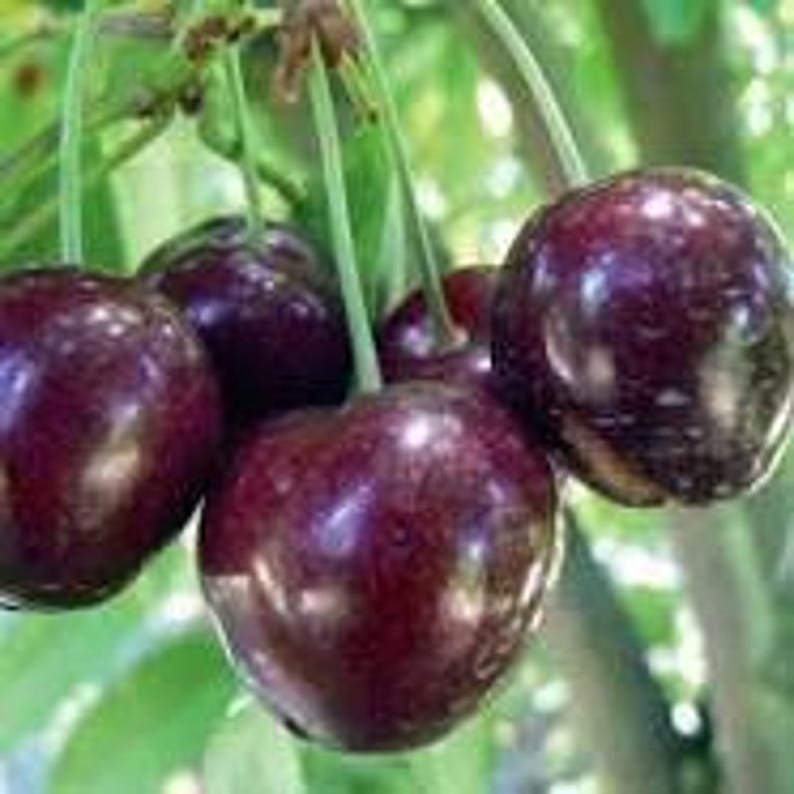 Cherry Tree Plant - 2-3 Feet Stella Variety Self-Fertile Sweet Cherry Prunus avium