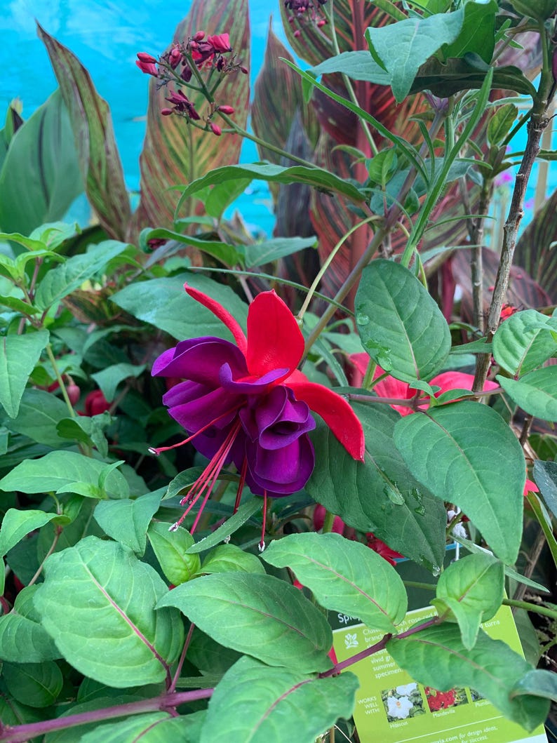 Giant Voodoo Fuchsia Plant in 3 Gal Pot - 1 Foot Size - Compact Bush for Gardens & Landscaping