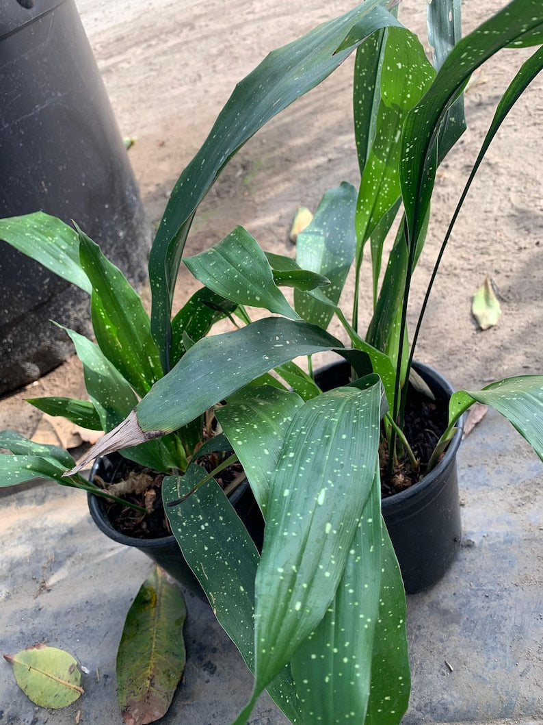 Cast Iron Plant 'Milky Way' in 6-Inch Pot, Variegated Aspidistra elatior, Low Light Indoor Plant, Hardy, Easy-Care, Decorative Indoor Plant