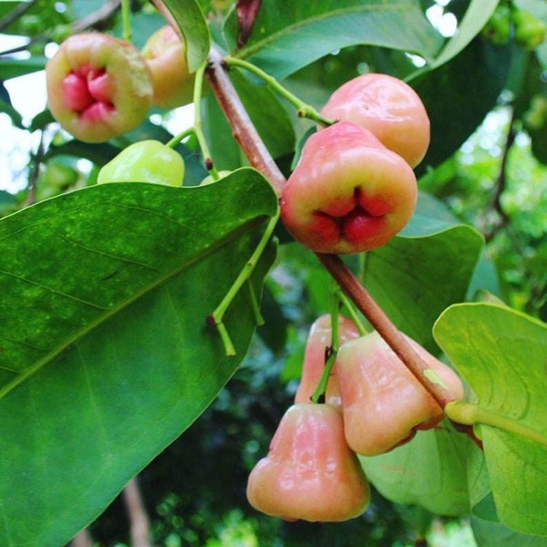 Wax Apple Plant 1-2 Feet Tall | Syzygium Javanicum in 6" Pot | Tropical Fruit Tree