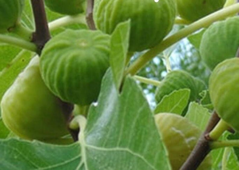 Lattarula Honey Fig Tree - Hardy Ficus carica with Sweet Honey Figs
