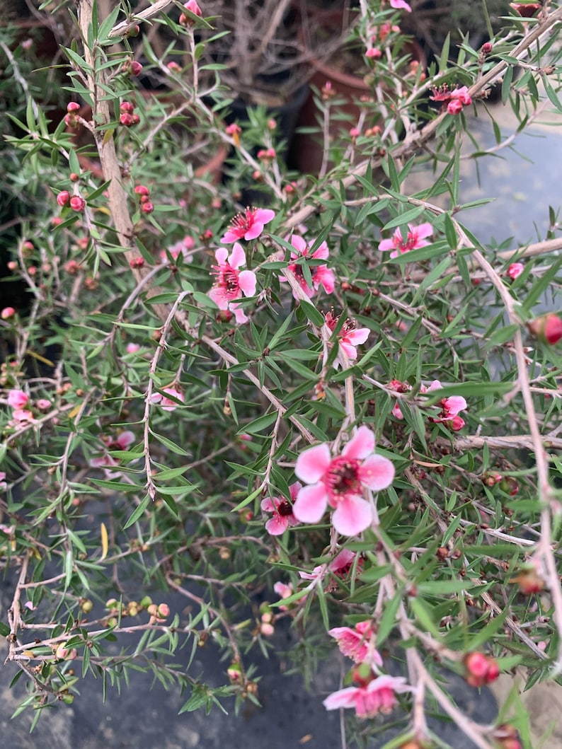 Leptospermum 'Helene Strybing' Pink Flower Plant 1ft Tall in 1 Gallon Pot