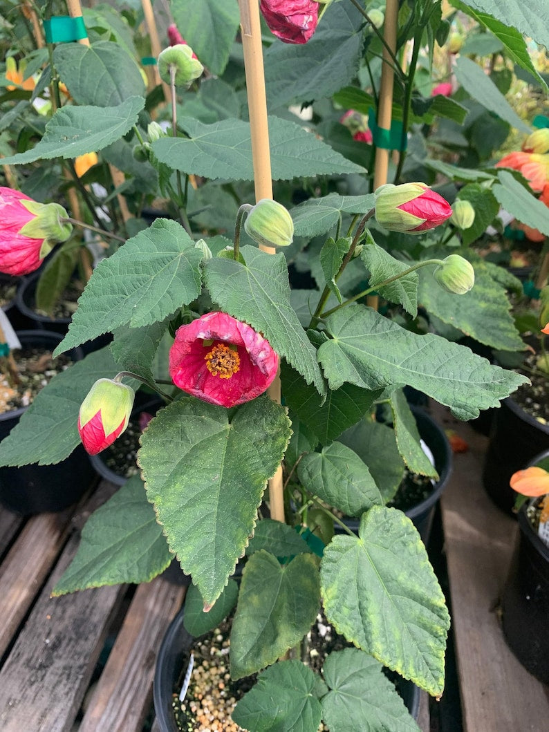 Abutilon Tropic Rose Plant 1 Gallon Pot - Abutilon hybridum Flowering Variety