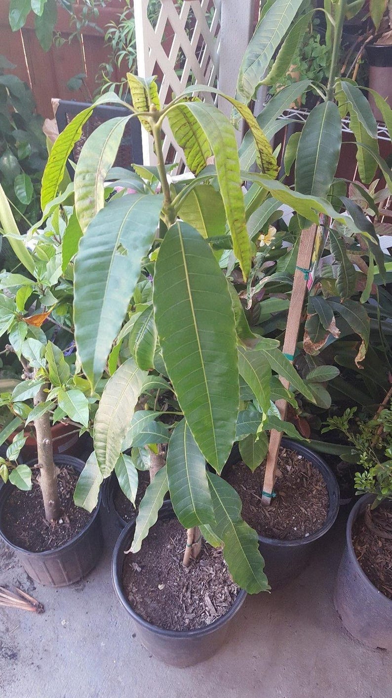 Manila Mango Tree Live Plant - 2 to 3 Feet Tall in 6" Pot - Mangifera indica - Early Season Mango