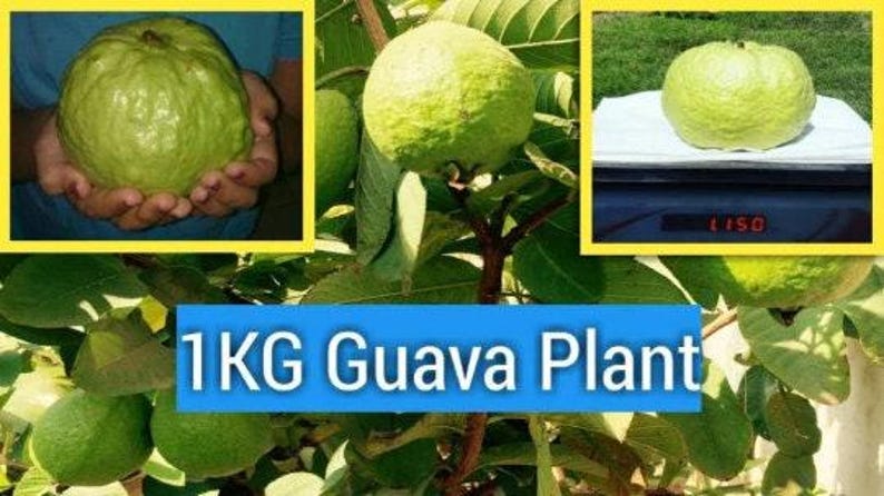 Kilo Guava Tree - 2 Feet Tall Airlayered Psidium guajava in 1 Gal Pot