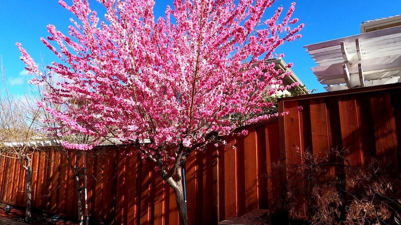 Early Pink Flowering Peach Tree - 3 Gal Pot - Bright Pink Blossoms - Prunus persica 'Early Pink' - Fast Growing Garden Tree