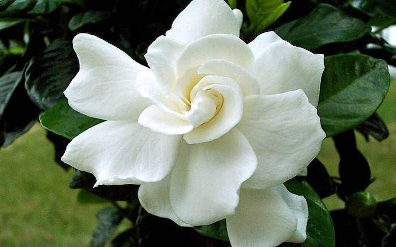 Gardenia Plant 1-2 Feet Tall August Beauty Fragrant Flowers Gardenia jasminoides in 1-Gallon Pot