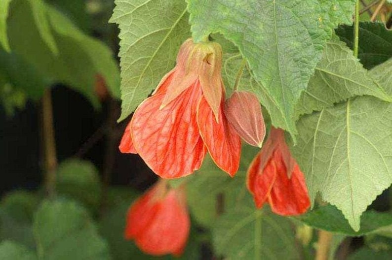 Abutilon ‘Christina’ Live Plant – Flowering Maple, 1-2 ft Tall, Indoor/Outdoor Garden Decor, Abutilon hybridum