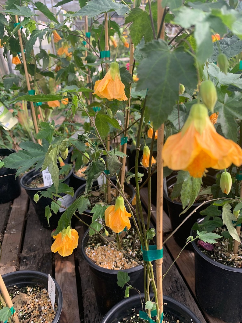 Abutilon 'Frieda' Flowering Maple Plant in 1-Gallon Pot | Indoor Outdoor Decorative Shrub | Abutilon hybridum