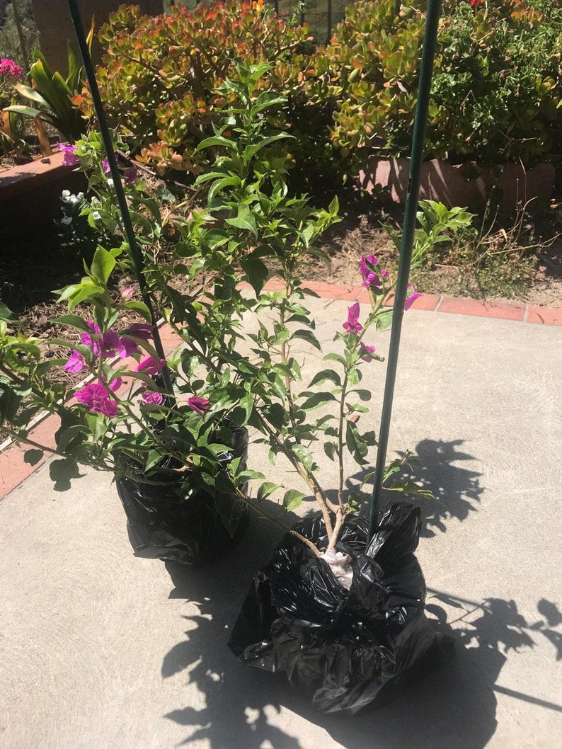 Bougainvillea Live Plant Purple 1-2 Feet Tall in 6" Pot - Bougainvillea glabra