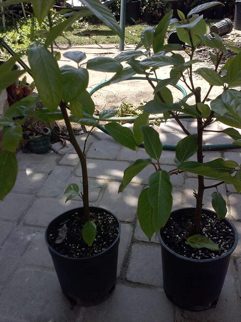 Ficus Racemosa Plant - 1 Foot Tall Cluster Fig Tree in 1 Gallon Pot