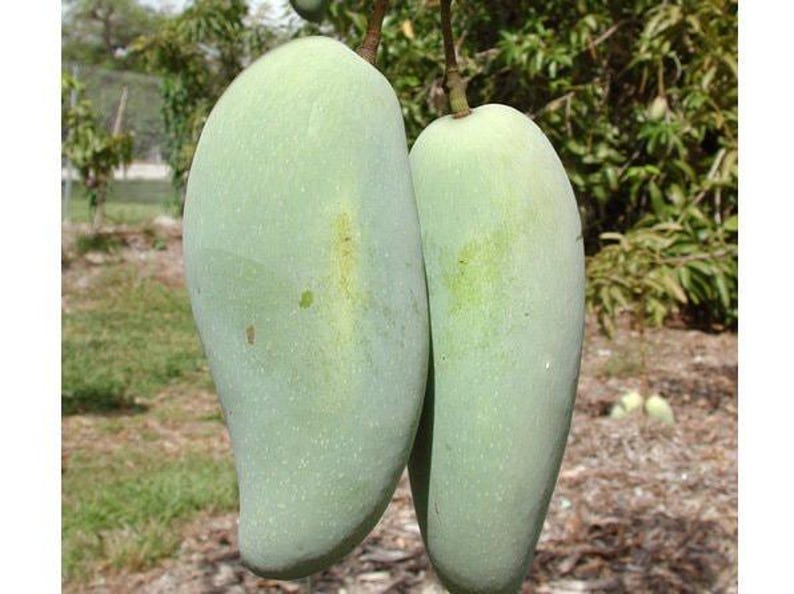 Grafted Mango Tree 3-4 ft Brahm Kai Meu Thai Green Sweet Mangifera indica in 3-Gallon Pot