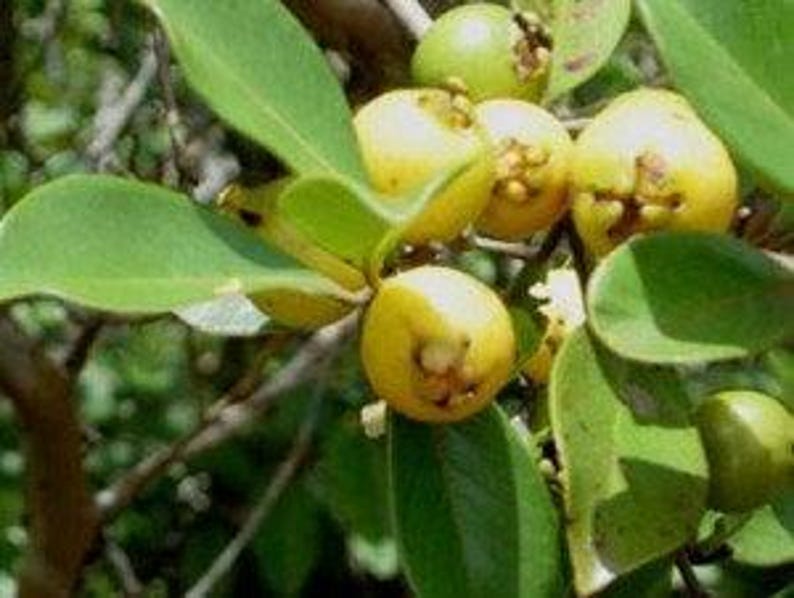 Lemon Guava Plant - Psidium Littorale - 6" Pot - Tropical Container Fruit