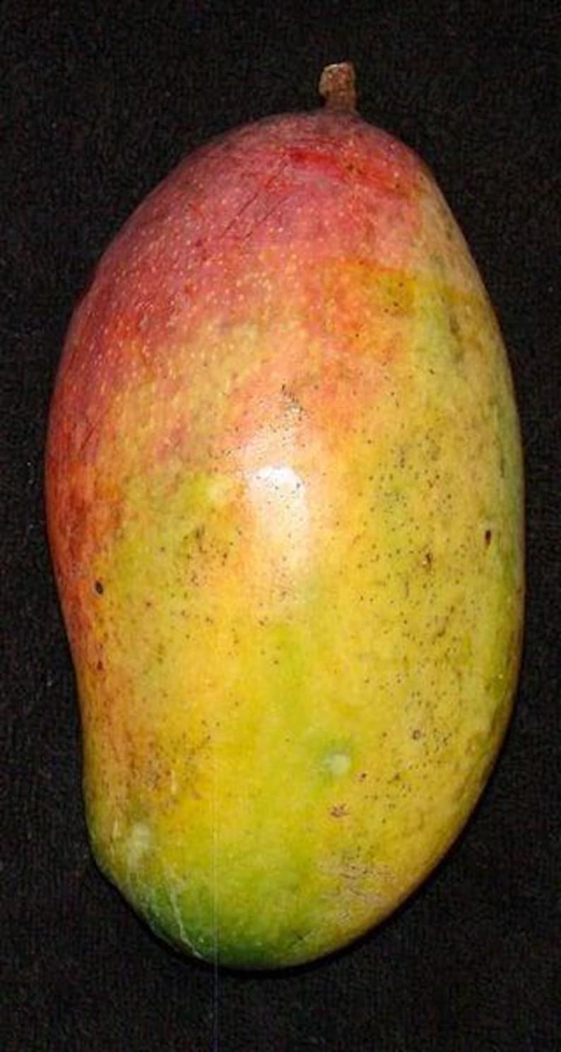 Valencia Pride Mango Tree Live Plant - 3 Gal Pot - Mangifera indica - Tropical Fruit Tree for Home Garden