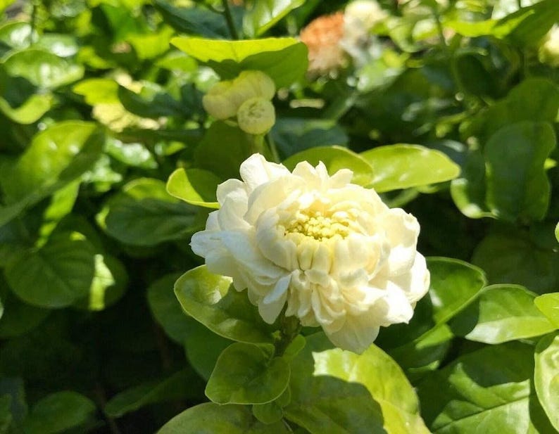 Grand Duke Jasmine Plant - Jasminum sambac - Fragrant Indoor/Outdoor Shrub in 3 Gallon Pot