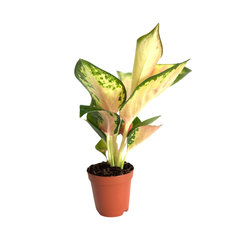 Aglaonema China Red Live Plant – 2 Inch Tropical Indoor Houseplant with Red and Green Foliage