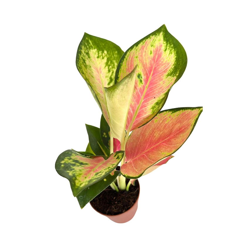 China Red Aglaonema Live Plant, 2-Inch Pot, Tropical Chinese Evergreen Indoor Houseplant, Red & Green Foliage