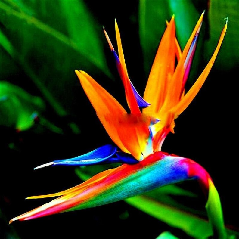 Orange Bird of Paradise Plant 5" Strelitzia reginae Tropical Exotic Flowering Indoor Outdoor