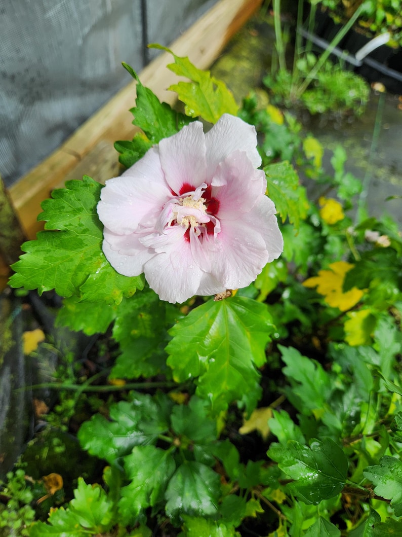 Pink Rose of Sharon Plant - 4" Container Hibiscus Syriacus Pink Shrub for Bird Gardens, Attracts Hummingbirds & Butterflies