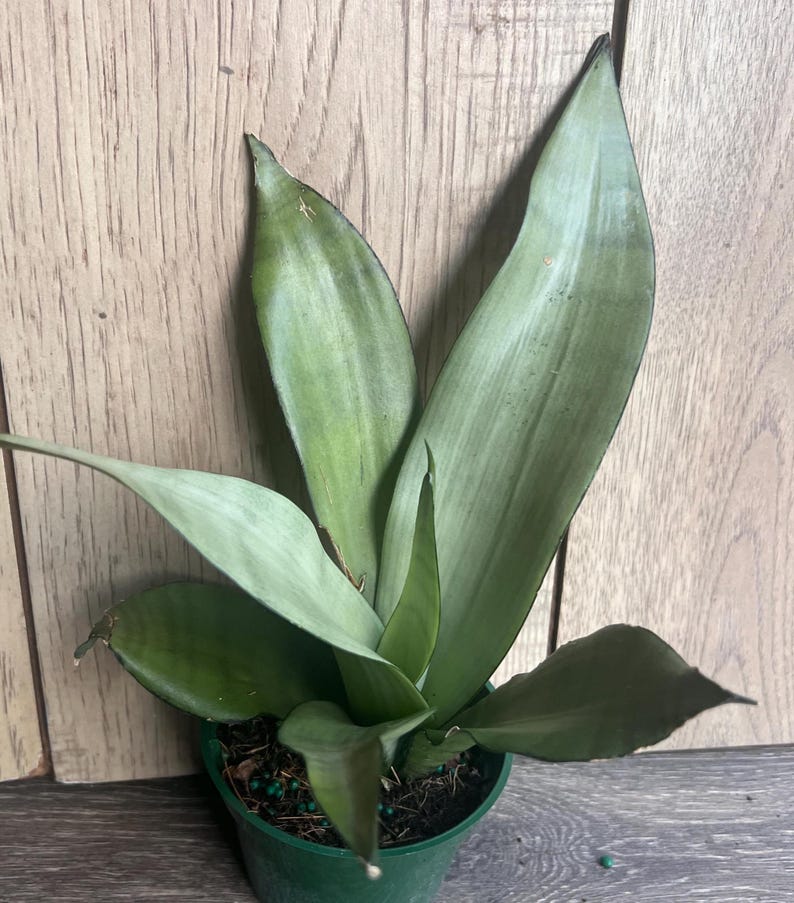 Sansevieria Moonshine Snake Plant in 4" Pot – Indoor Houseplant, Air Purifier, Low Maintenance Succulent, Sansevieria trifasciata