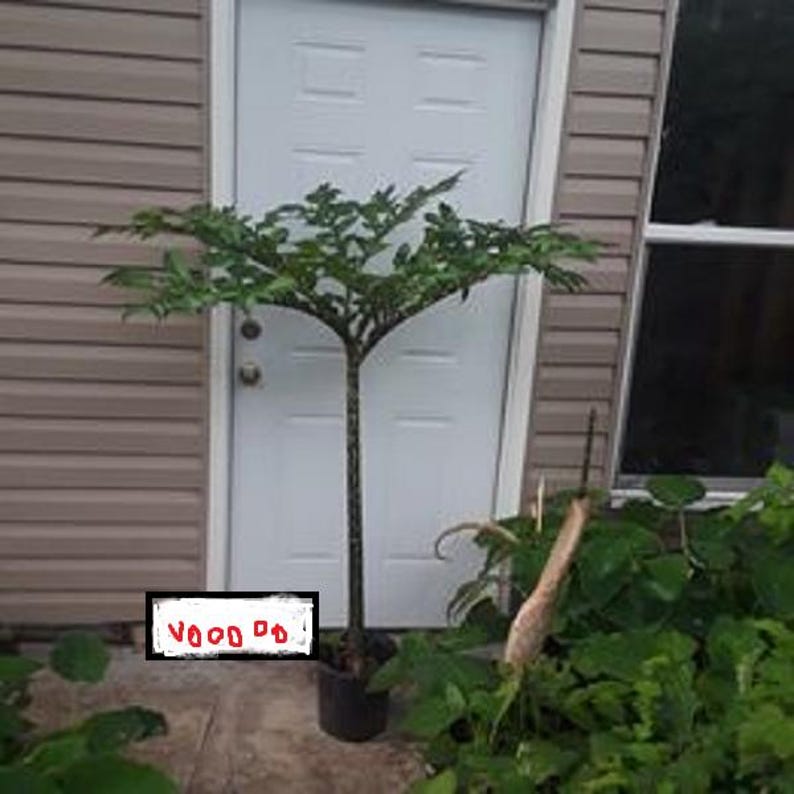 Plum Trees 2 Pack – Santa Rosa & Methyl Prunus domestica Fruit Trees for Garden, Orchard, Home Growing