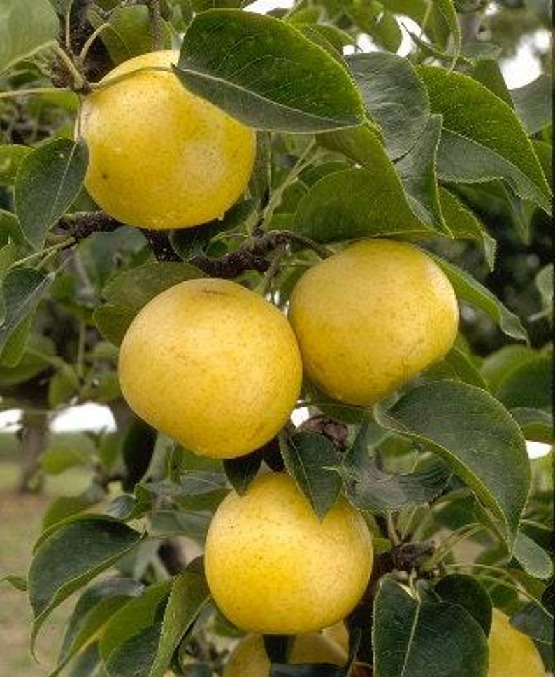 20th Century Asian Pear Tree - Pyrus pyrifolia - 3 Gallon Pot