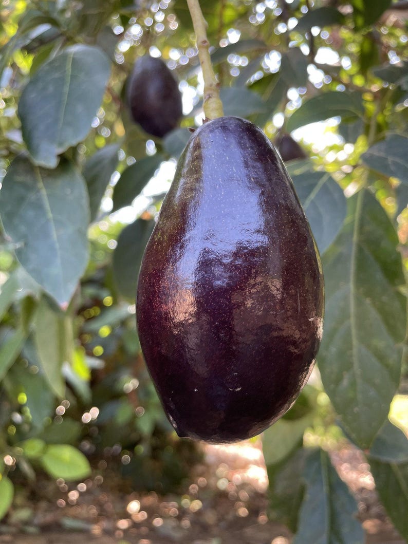 Grafted Mexicola Avocado Tree 3-4 Ft Tall in 3 Gal Pot | Persea americana