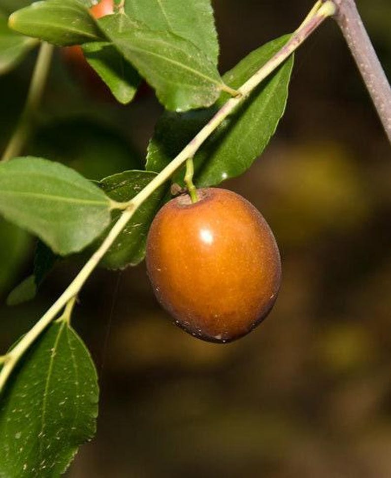 Grafted Jujube Tree 1-2 Feet Sugar Cane Variety Zizyphus jujuba in 6-Inch Pot, Fruit Tree for Small Gardens