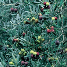 Manzanillo Olive Tree - 2 Feet - 6" Pot - Olea europaea - Ideal for Olive Oil and Eating