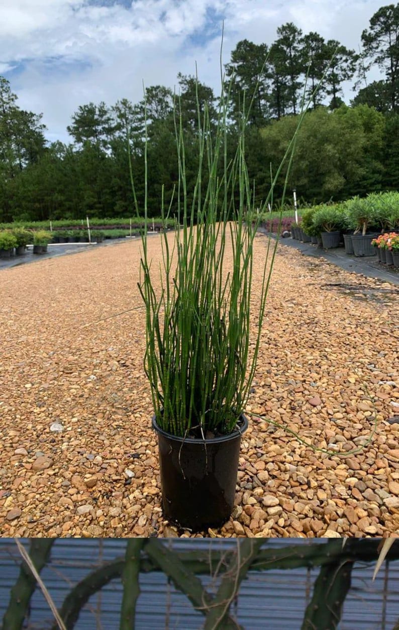 Horsetail Reed Live Plant in 6" Pot, Equisetum hyemale, Evergreen Perennial for Water Gardens and Landscaping