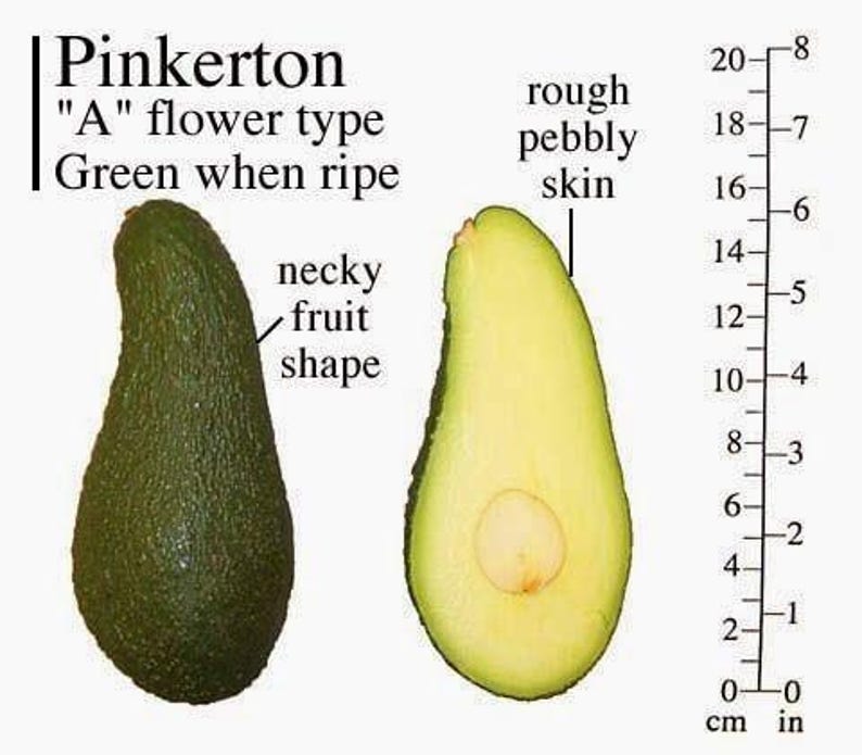 Pinkerton Avocado Tree - Grafted 3 to 4 Feet Tall - Persea americana 'Pinkerton'