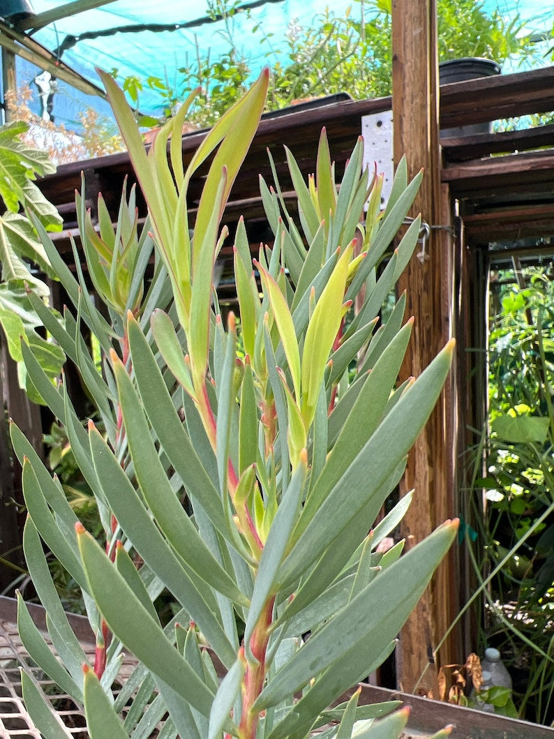 Leucadendron Salignum Golden Tulip Live Plant 1ft in 6" Pot, Drought-Tolerant Foliage, Cut Flower, Garden or Indoor Decor
