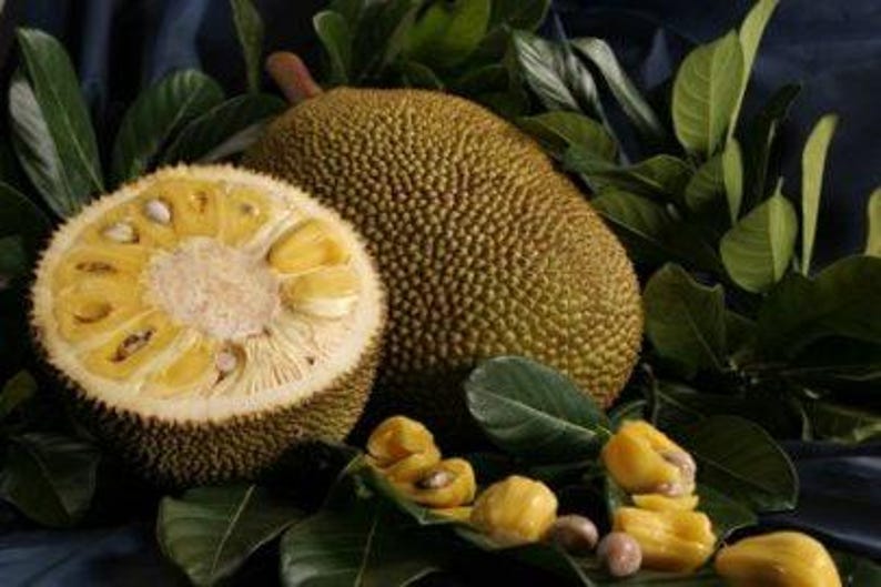 Jakfruit Plant 2-3 Ft Tall in 3Gal Pot - Artocarpus heterophyllus Tropical Fruit Tree