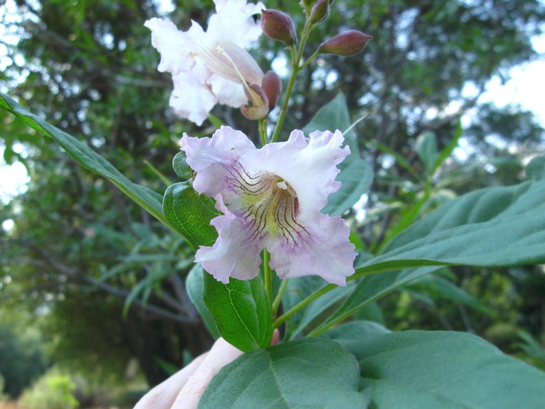 Chitalpa Live Plant 2-3ft Morning Cloud Variety - Chitalpa tashkentensis in Pot