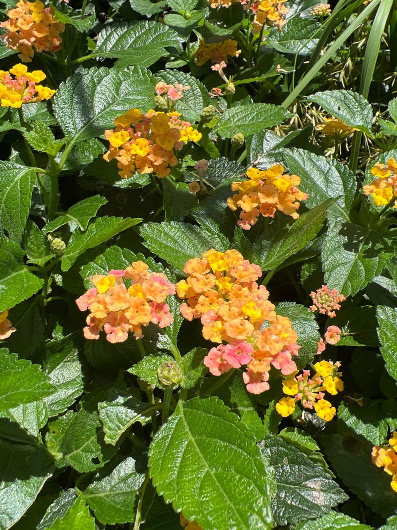 Lantana Bandana Rose Plant in 1 Gallon Pot - Colorful Flowering Perennial