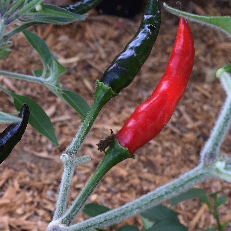 Black Cobra Pepper Live Plant in 3" Pot – Capsicum annuum, Spicy, Unique Flavor, Indoor & Garden Cultivation