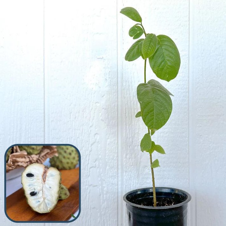Cherimoya Seedling Plant - 2-3 ft Tall - Annona cherimola - Tropical Fruit Tree in 3-Gallon Pot