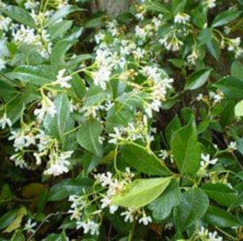 Star Jasmine Plant - Trachelospermum jasminoides - 3 Gallon Pot - Fragrant Evergreen Climbing Vine