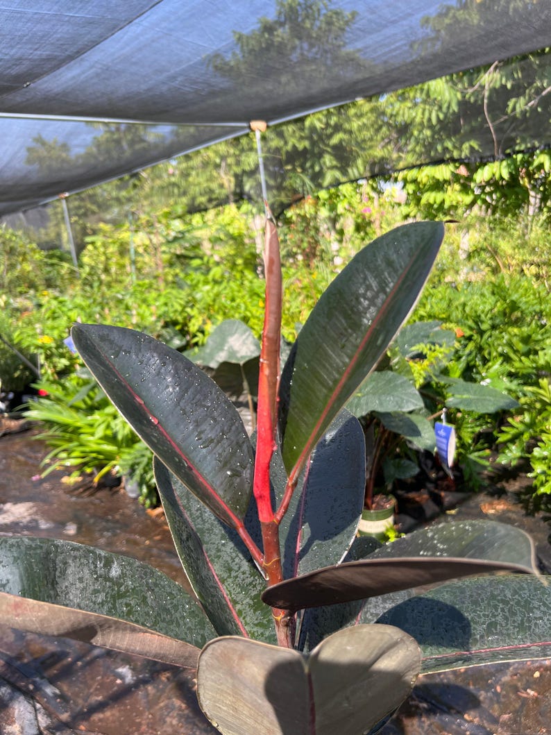 Live Abidjan Rubber Plant 3ft in 6” Pot - Ficus elastica Indoor Houseplant