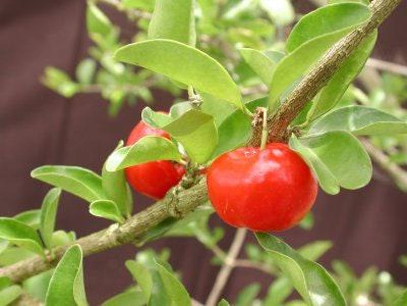 Barbados Cherry Tree - 3 Gallon Pot - Malpighia emarginata - Fast Growing
