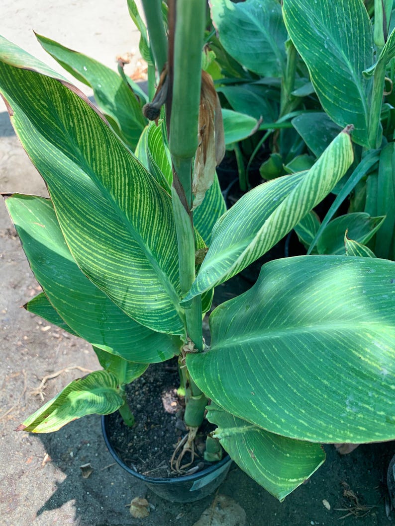 Tiger Canna Lily Plant - Live 6" Pot - Orange Flowers & Striped Leaves - Canna indica