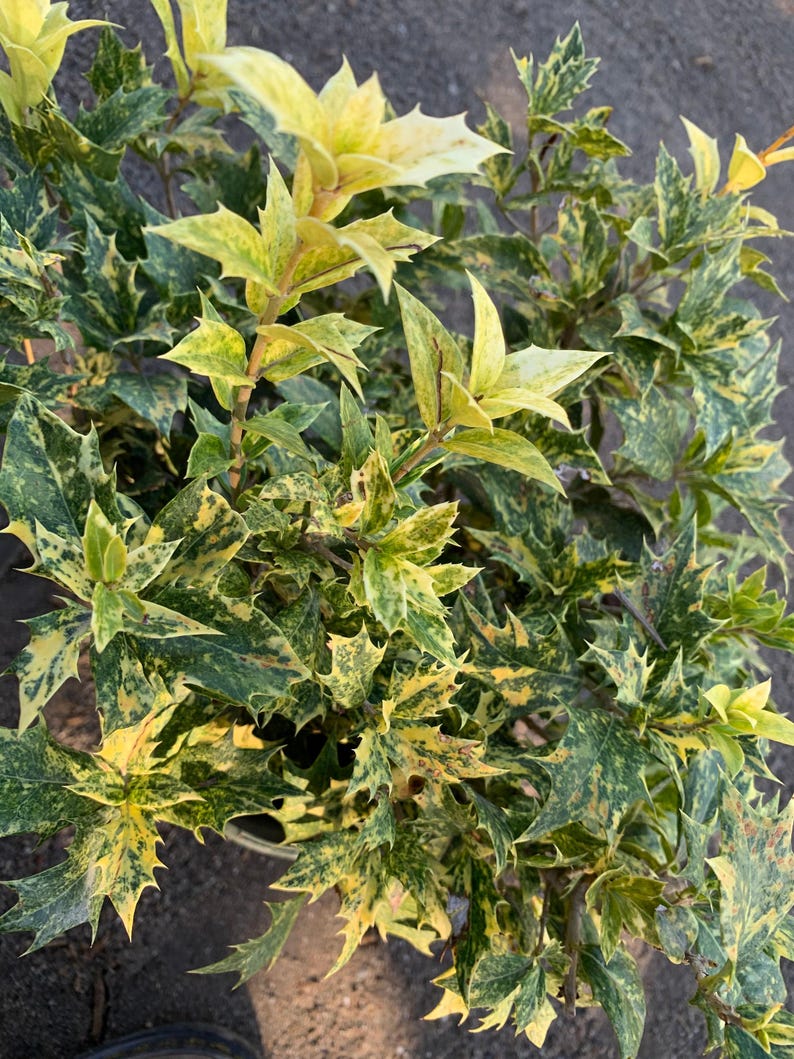Goshiki Fall Holly Plant in 1 Gallon Pot – Variegated Osmanthus heterophyllus ‘Goshiki’ with Pink, Cream, Green Foliage