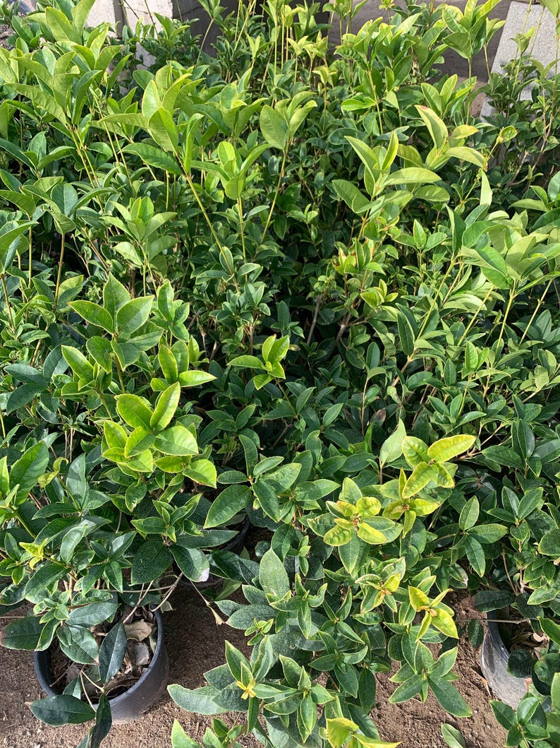 Sweet Olive Live Plant 1 Gallon Pot Osmanthus fragrans Evergreen Shrub with Fragrant Flowers