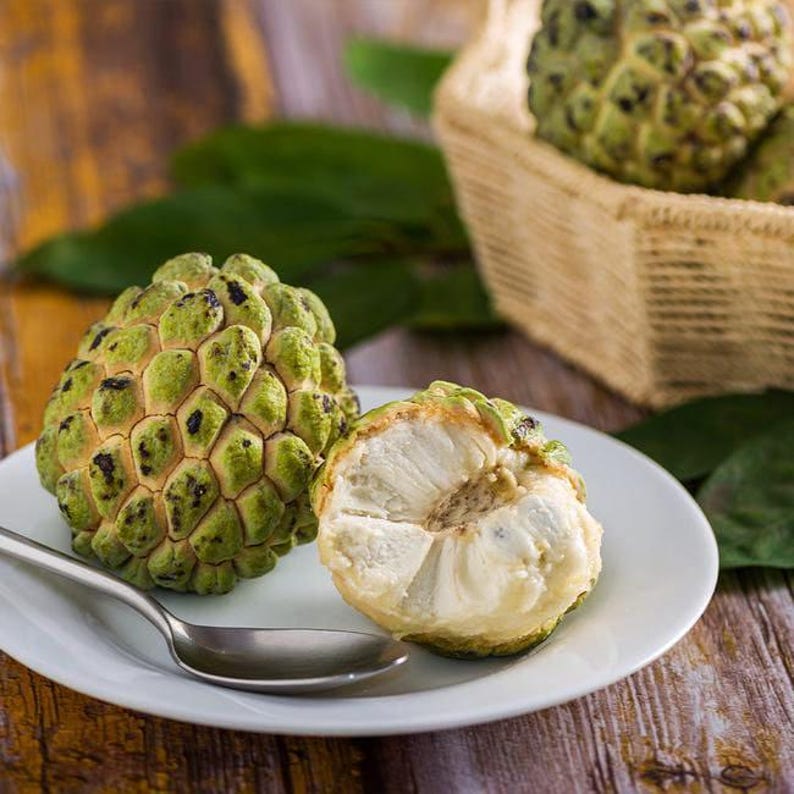 Sugar Apple Plant - Annona squamosa Starter in 6" Pot - Tropical Fruit Tree for Home Garden