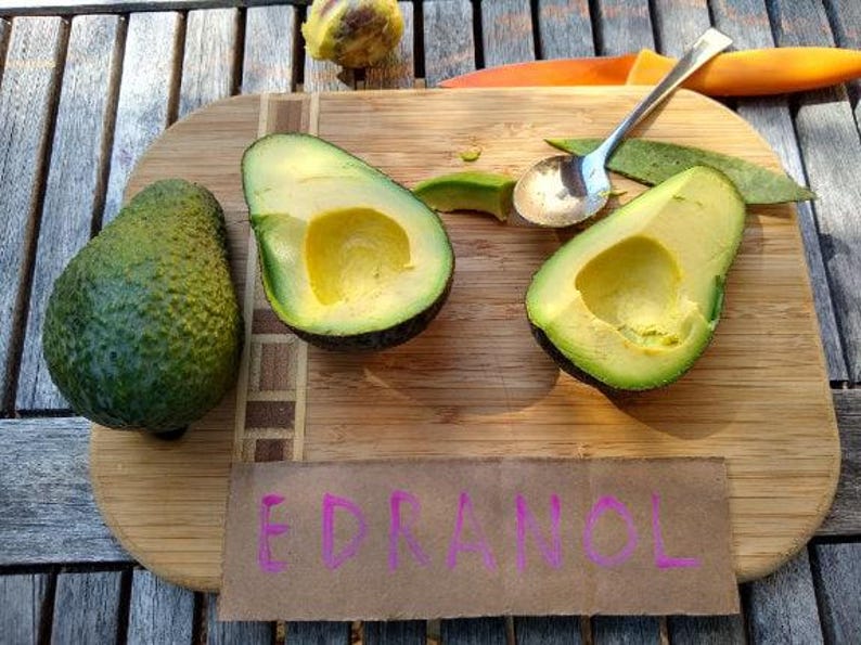 Grafted Edranol Avocado Tree 1 Foot Tall - Persea americana