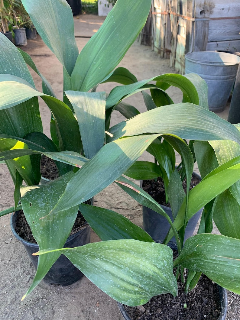 Cast Iron Plant Live in 6" Pot - Aspidistra Elatior - Low Light Indoor Hardy Plant with Dark Green Foliage
