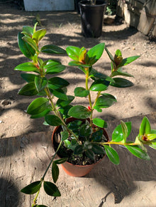 Goldfish Plant - 1 Live Plant in 3" Pot - Nematanthus, 4"-6" Tall, Colorful Blooms, Indoor Houseplant
