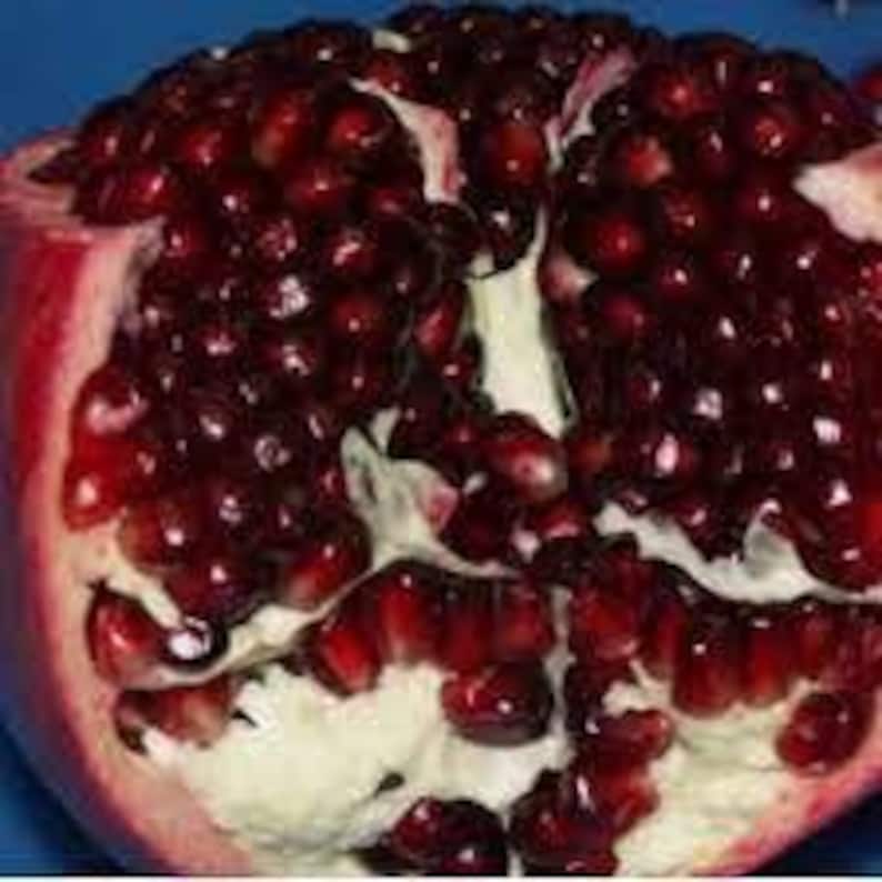 Ariana Pomegranate Plant - 6" Pot - Ambrosia Variety - Sweet Red Fruits - Punica granatum