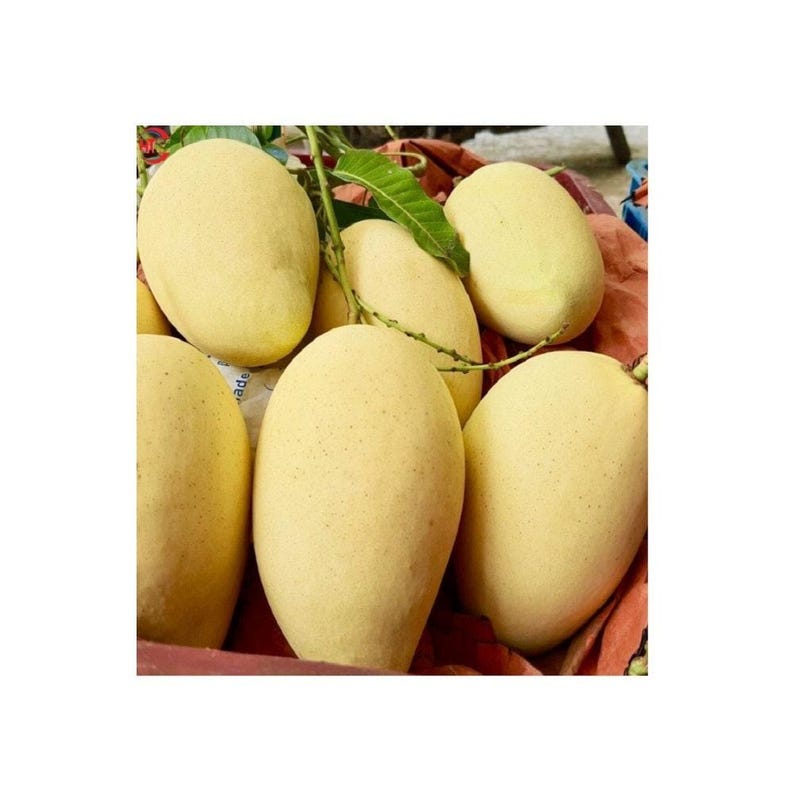 Grafted Mango Tree - 3 Feet - Xoài Cát Hòa Lộc - Vietnamese Mango - Mangifera indica - Patio or Garden Plant